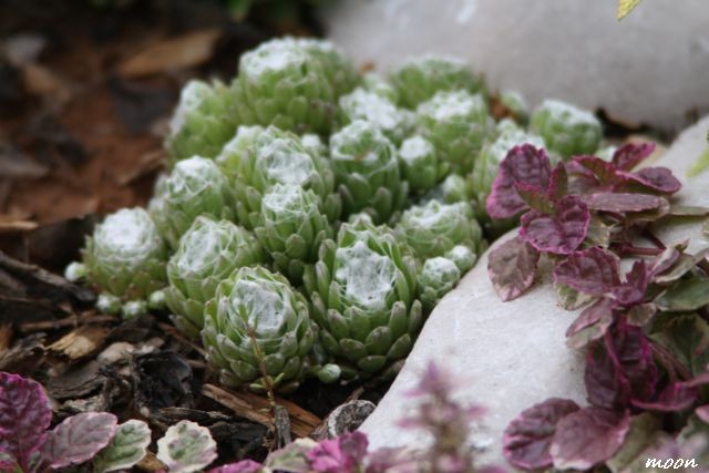 Sempervivum arachnoideum